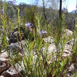 Stypandra glauca at Tennent, ACT - 7 Oct 2021