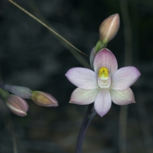 Thelymitra carnea at Watson, ACT - suppressed