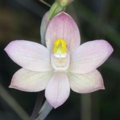 Thelymitra carnea at Watson, ACT - suppressed