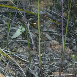 Thelymitra carnea at Watson, ACT - suppressed