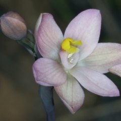 Thelymitra carnea at Watson, ACT - suppressed