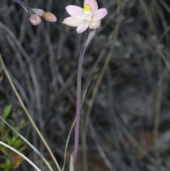 Thelymitra carnea at Watson, ACT - suppressed