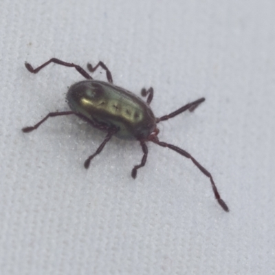 Rainbowia sp. (genus) (A mite) at Bruce Ridge to Gossan Hill - 27 Sep 2021 by AlisonMilton