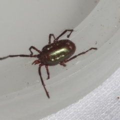 Rainbowia sp. (genus) at Bruce, ACT - 27 Sep 2021