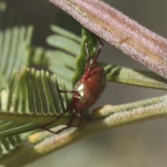 Rainbowia sp. (genus) at Bruce, ACT - 27 Sep 2021