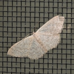 Idaea philocosma at Wanniassa, ACT - 8 Oct 2021