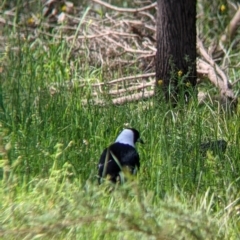 Gymnorhina tibicen (Australian Magpie) at Glenroy, NSW - 8 Oct 2021 by Darcy