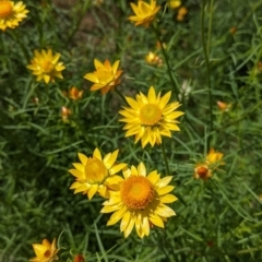 Xerochrysum viscosum (Sticky Everlasting) at Glenroy, NSW - 8 Oct 2021 by Darcy