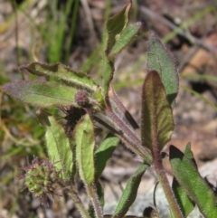 Opercularia hispida (Hairy Stinkweed) at The Pinnacle - 8 Oct 2021 by pinnaCLE