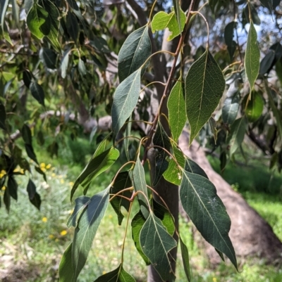 Brachychiton populneus (Kurrajong) at Glenroy, NSW - 8 Oct 2021 by Darcy