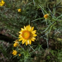 Xerochrysum viscosum (Sticky Everlasting) at Hamilton Valley, NSW - 8 Oct 2021 by Darcy