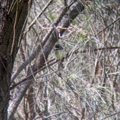 Rhipidura albiscapa (Grey Fantail) at Glenroy, NSW - 8 Oct 2021 by Darcy