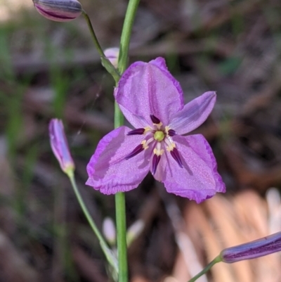 Arthropodium strictum (Chocolate Lily) at Glenroy, NSW - 8 Oct 2021 by Darcy