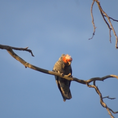 Callocephalon fimbriatum (Gang-gang Cockatoo) at Mount Painter - 8 Oct 2021 by Amy
