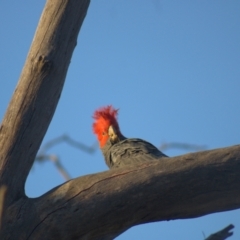 Callocephalon fimbriatum at Cook, ACT - 8 Oct 2021