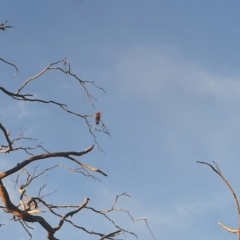 Callocephalon fimbriatum at Cook, ACT - suppressed