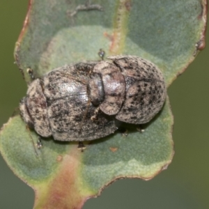 Trachymela sp. (genus) at Higgins, ACT - 4 Oct 2021