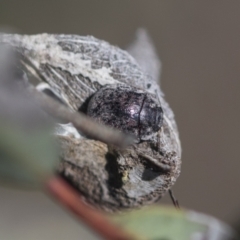 Trachymela sp. (genus) at Higgins, ACT - 4 Oct 2021