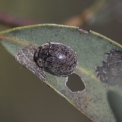 Trachymela sp. (genus) at Higgins, ACT - 4 Oct 2021