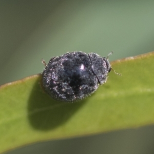 Coccinellidae (family) at Hawker, ACT - 4 Oct 2021