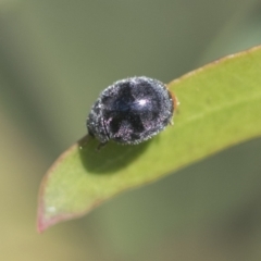 Coccinellidae (family) at Hawker, ACT - 4 Oct 2021