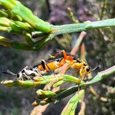 Zenarge turneri (Cypress pine sawfly) at Murrumbateman, NSW - 8 Oct 2021 by SimoneC