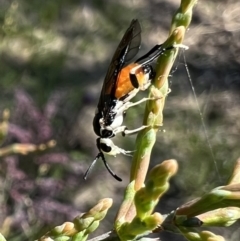 Zenarge turneri at Murrumbateman, NSW - 8 Oct 2021