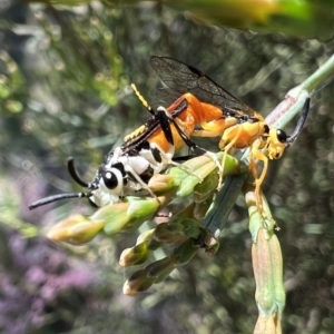 Zenarge turneri at Murrumbateman, NSW - 8 Oct 2021