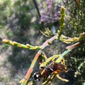 Zenarge turneri at Murrumbateman, NSW - 8 Oct 2021