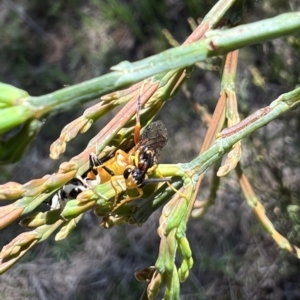 Zenarge turneri at Murrumbateman, NSW - 8 Oct 2021