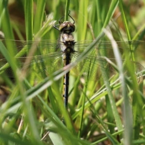 Hemicordulia tau at Fyshwick, ACT - 8 Oct 2021