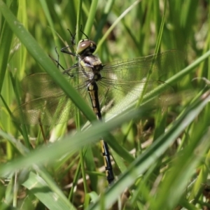 Hemicordulia tau at Fyshwick, ACT - 8 Oct 2021