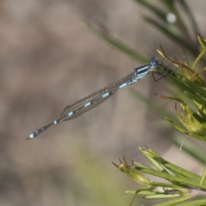 Austrolestes leda at Hawker, ACT - 4 Oct 2021