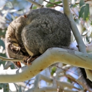 Trichosurus vulpecula at Fyshwick, ACT - 8 Oct 2021