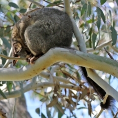 Trichosurus vulpecula at Fyshwick, ACT - 8 Oct 2021 12:04 PM