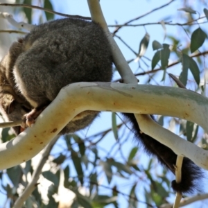 Trichosurus vulpecula at Fyshwick, ACT - 8 Oct 2021 12:04 PM