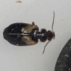 Sarothrocrepis civica (An arboreal 'ground' beetle) at Higgins, ACT - 6 Oct 2021 by AlisonMilton