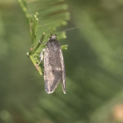 Leistomorpha brontoscopa (A concealer moth) at Hawker, ACT - 4 Oct 2021 by AlisonMilton