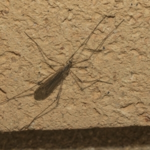 Tipulidae or Limoniidae (family) at Higgins, ACT - 2 Oct 2021 07:46 AM