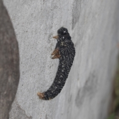 Perga sp. (genus) (Sawfly or Spitfire) at Hawker, ACT - 3 Oct 2021 by AlisonMilton