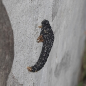 Perga sp. (genus) at Hawker, ACT - 4 Oct 2021