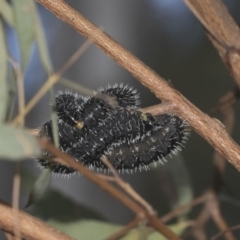 Perga sp. (genus) (Sawfly or Spitfire) at Hawker, ACT - 3 Oct 2021 by AlisonMilton