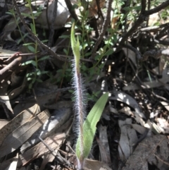 Caladenia sp. (A Caladenia) at Paddys River, ACT - 4 Oct 2021 by PeterR