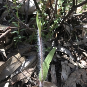 Caladenia sp. at Paddys River, ACT - suppressed