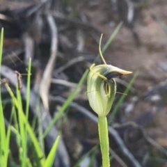 Caladenia sp. at Paddys River, ACT - suppressed