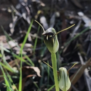 Caladenia sp. at Paddys River, ACT - suppressed