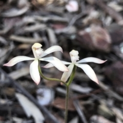 Caladenia ustulata (Brown Caps) at Paddys River, ACT - 4 Oct 2021 by PeterR