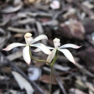 Caladenia ustulata at Paddys River, ACT - 4 Oct 2021