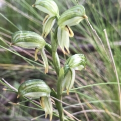 Bunochilus montanus (Montane Leafy Greenhood) at Paddys River, ACT - 3 Oct 2021 by PeterR