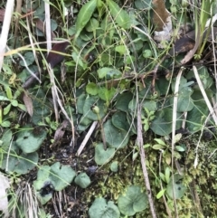 Corysanthes sp. (A Helmet Orchid) at Paddys River, ACT by PeterR